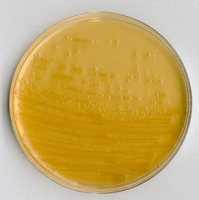 ECD AGAR FOR MICROBIOLOGY (53,1 G FOR 1